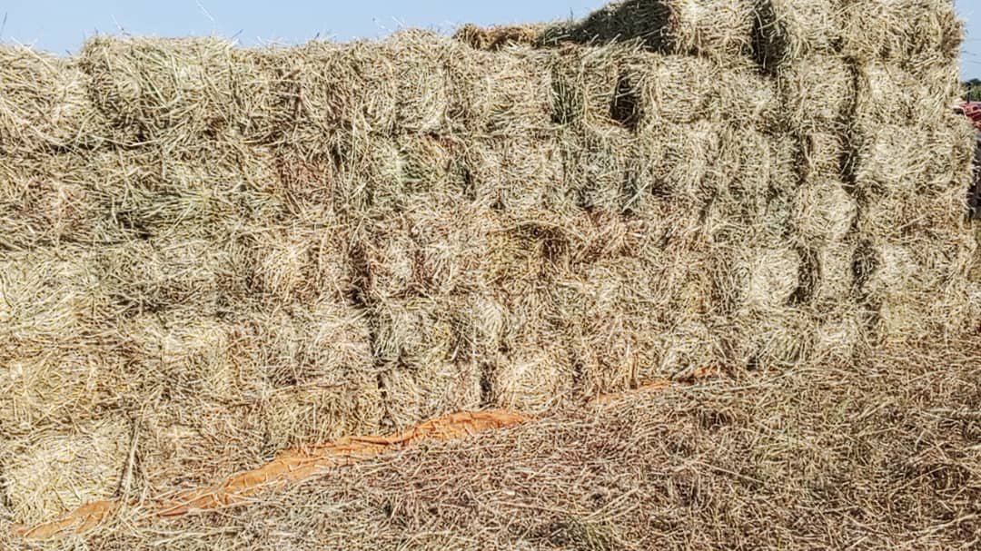 Quality Fresh Hay for sale in Kampala - Yilick