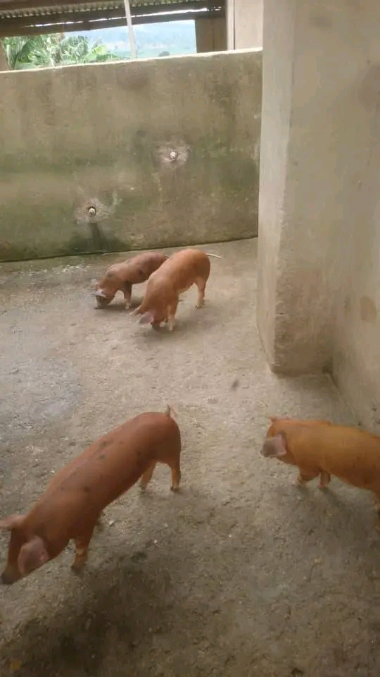 Healthy, Active Piglets for Sale - Perfect for Livestock Farming for sale in Mityana - Yilick
