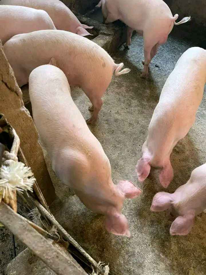 Gilts available for sale for sale in Mityana - Yilick