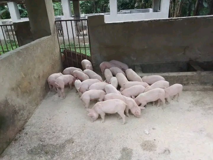Piglets up for sell for sale in Mityana - Yilick