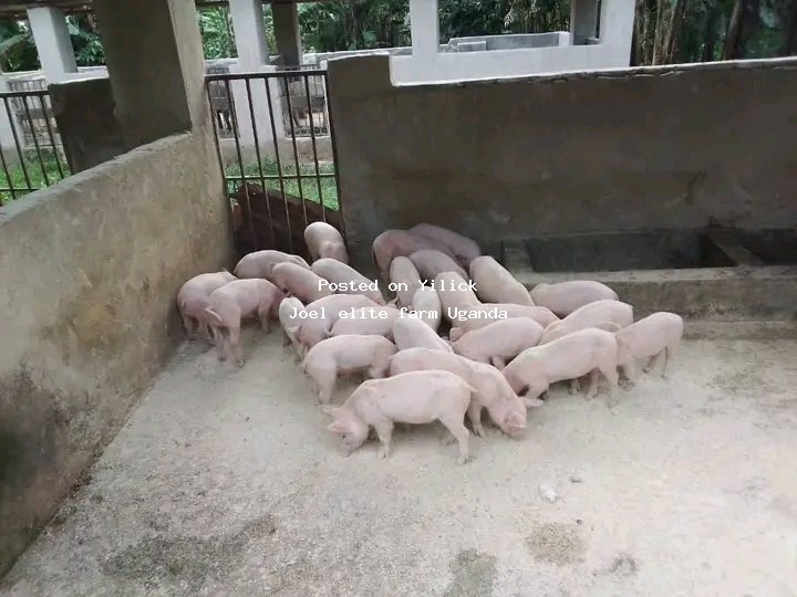 Piglets up for sell for sale in Mityana - Yilick