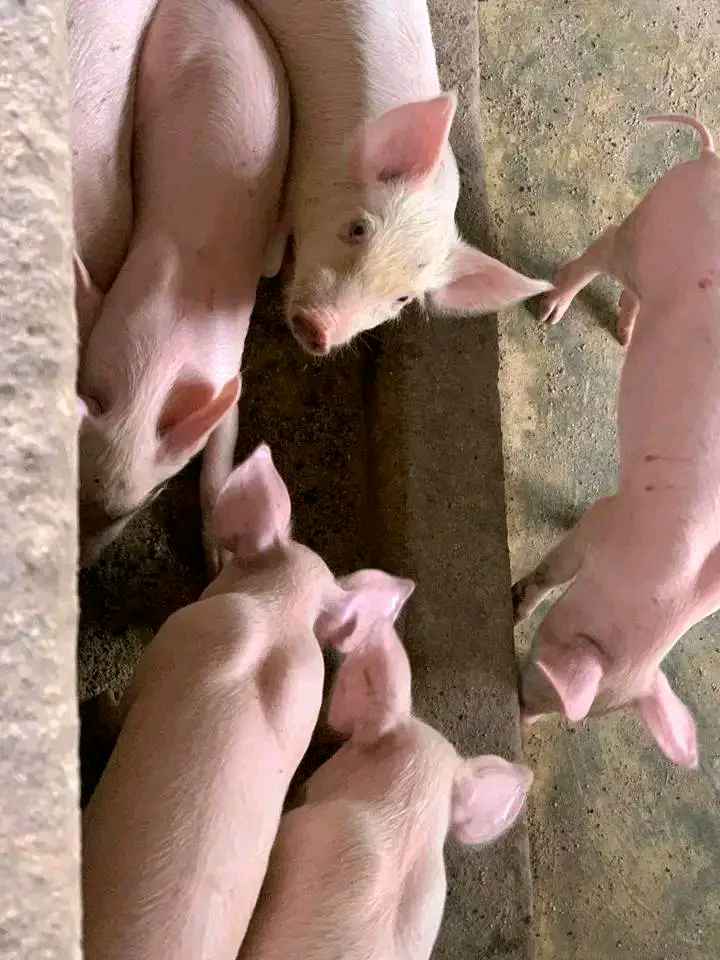 piglets for sale for sale in Mityana - Yilick