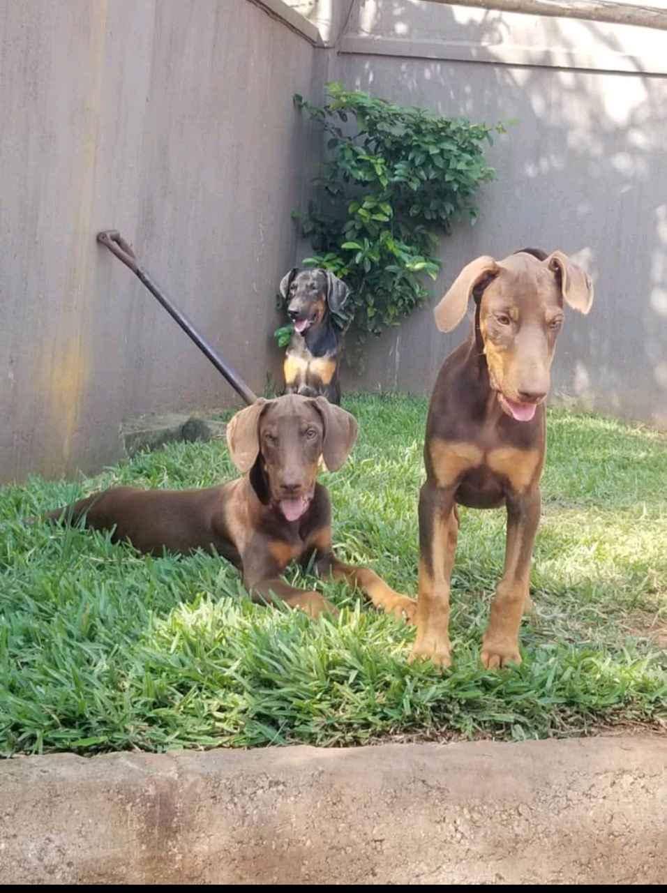 doberman pinscher puppies for sale in Kampala - Yilick