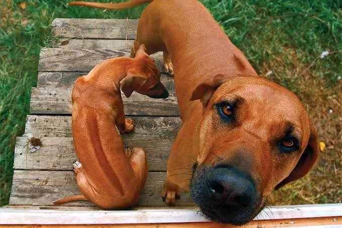 Rhodesian ridgebacks puppies for sale in Kampala - Yilick