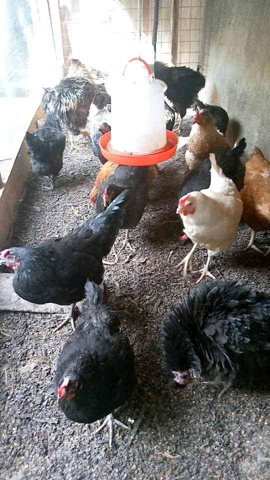 M.M POULTRY FARM UGANDA for sale in Masaka - Yilick
