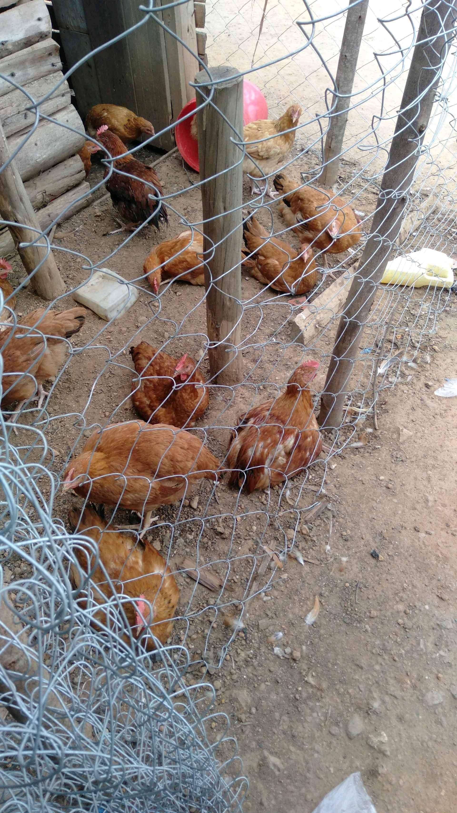 ssasso chicken for sale in Kyotera - Yilick