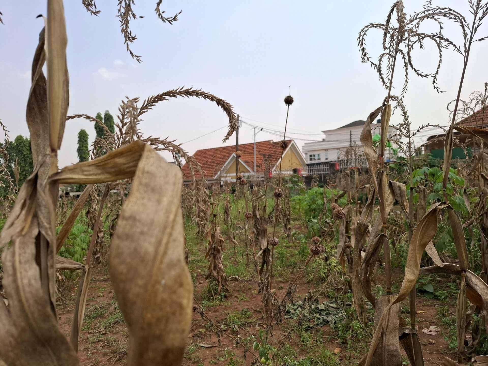 25 DECIMALS  PLOT  FOR SALE IN KIWATULE for sale in Kampala - Yilick