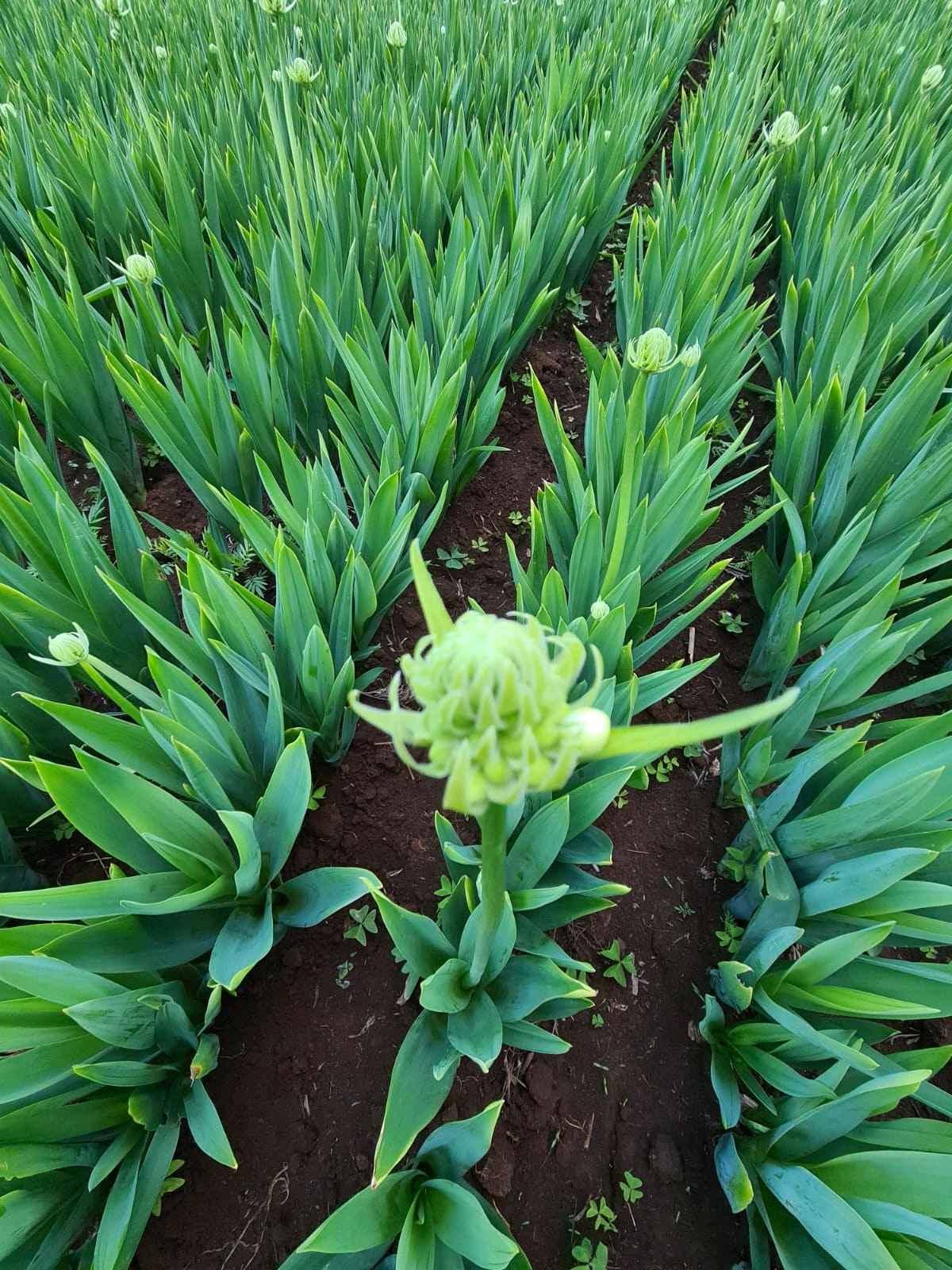 Athena flowers AF for sale in Kampala - Yilick