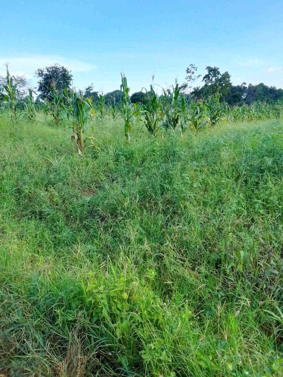 plot for sale from town to plot it's only 2000 on boda for sale in Kayunga - Yilick