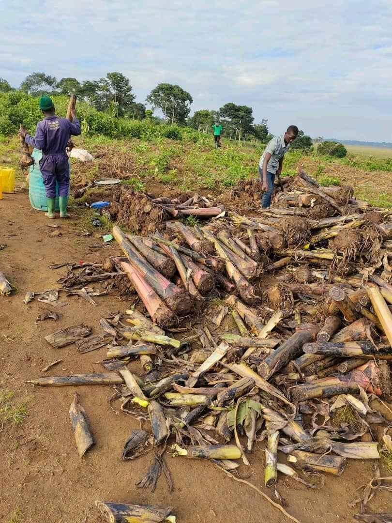 Top Africa farmers we plant banana farm at 2.5M per hectare for sale in Wakiso - Yilick