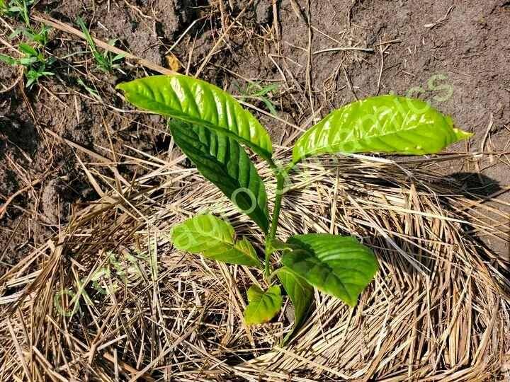 We plant coffee garden at 2.5M per hectare for sale in Wakiso - Yilick