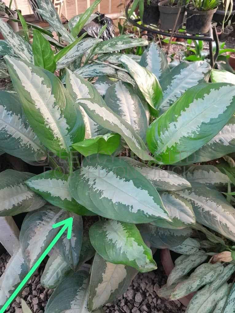 plants,flowers pot  for sale in Kampala - Yilick