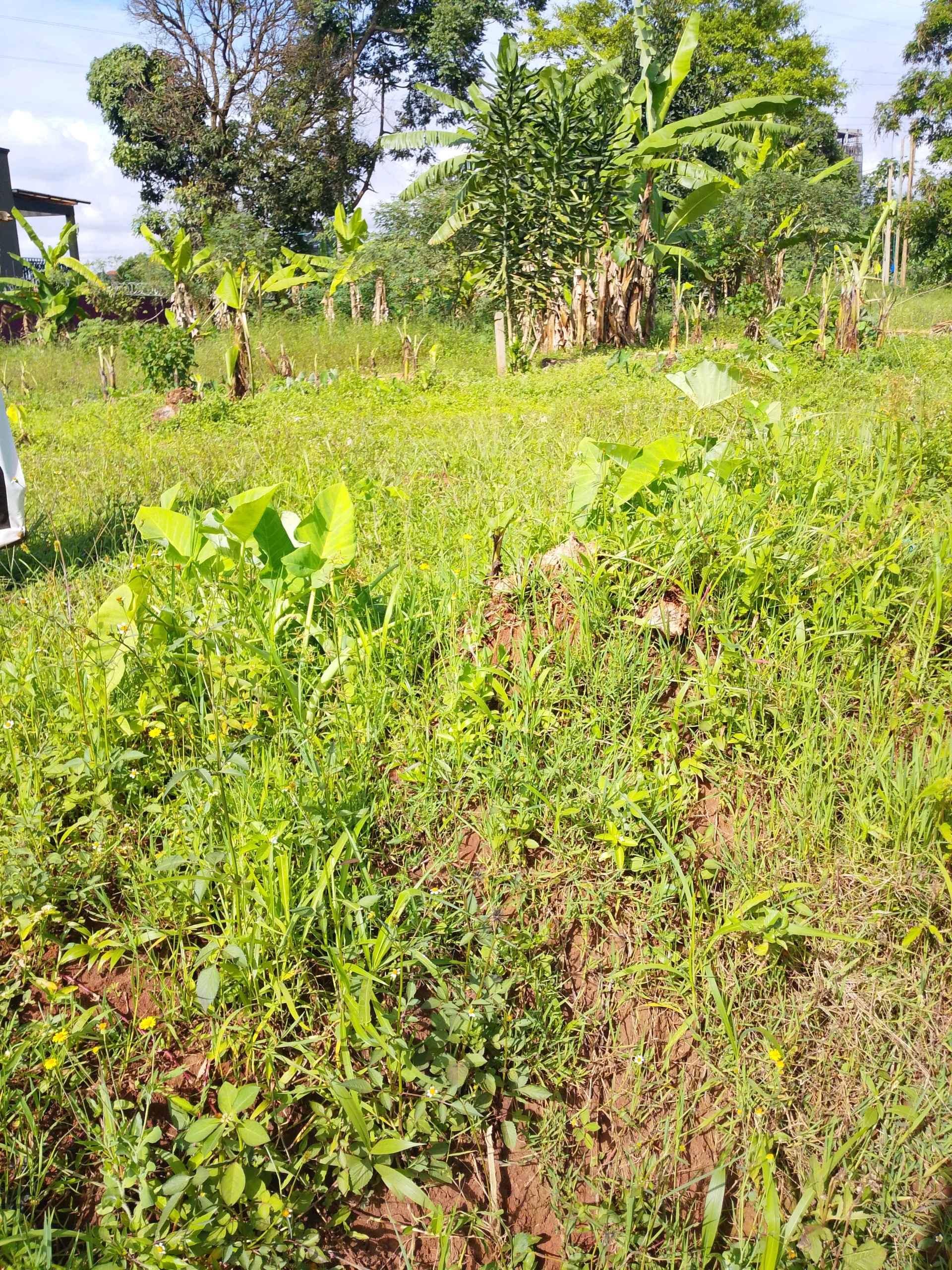 50by100plots on sale for sale in Kampala - Yilick