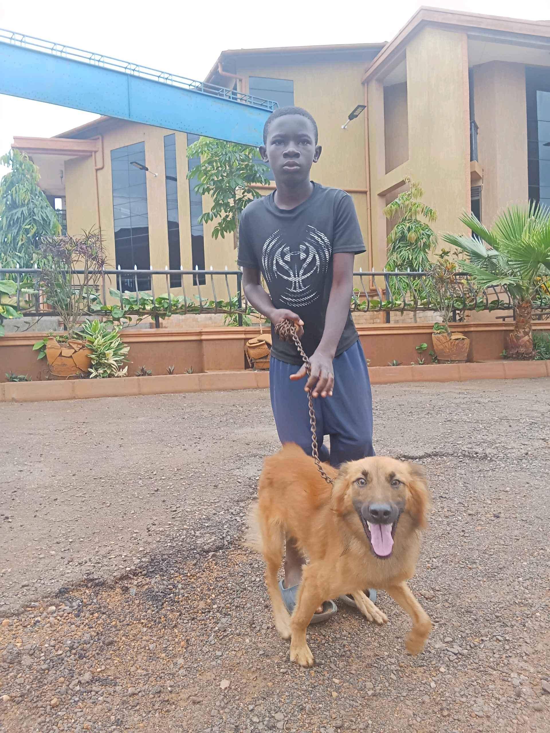 Come all and get your dog for sale in Kampala - Yilick